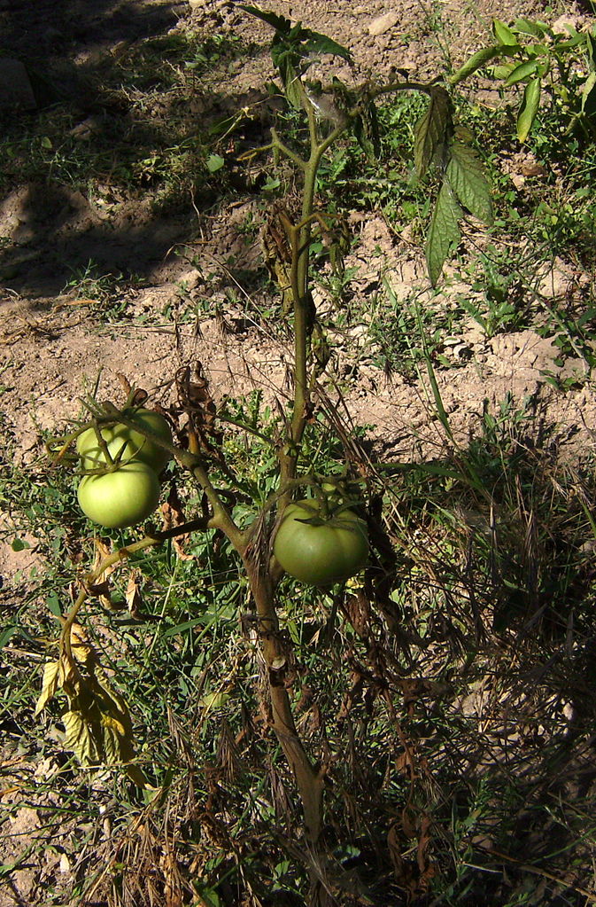 tomate marchitez fusarium