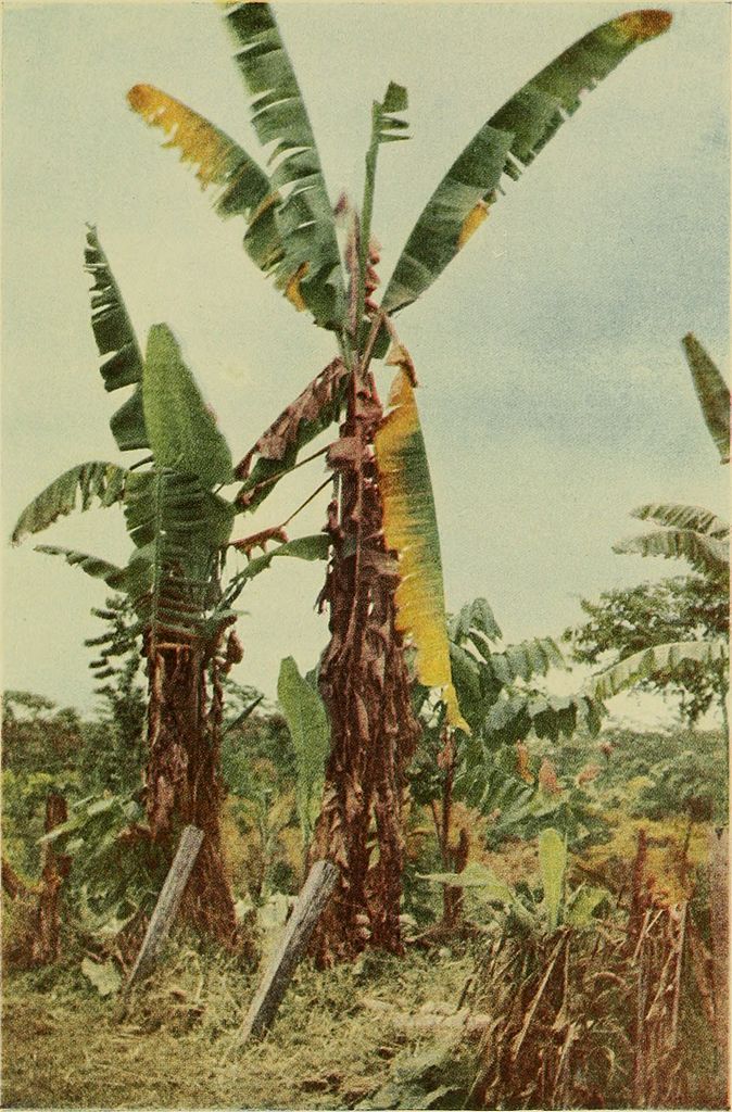 banano marchitez fusarium