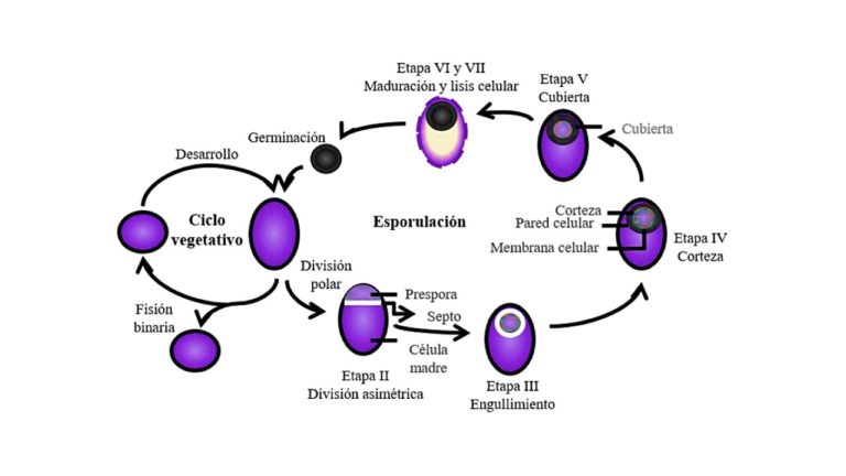 Ciclo Bacillus
