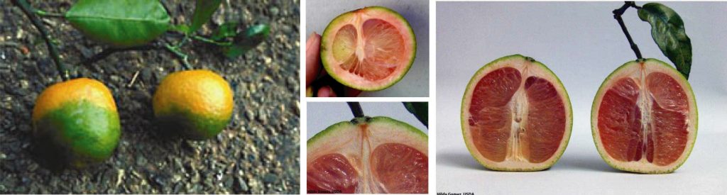 Frutos de Citrus afectados por HLB