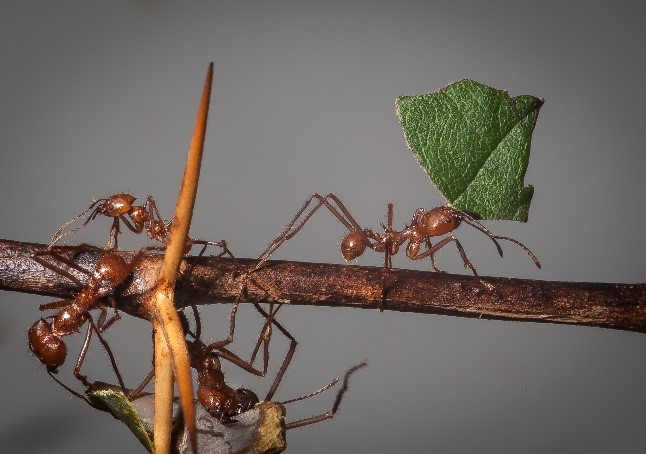 Atta cephalotes