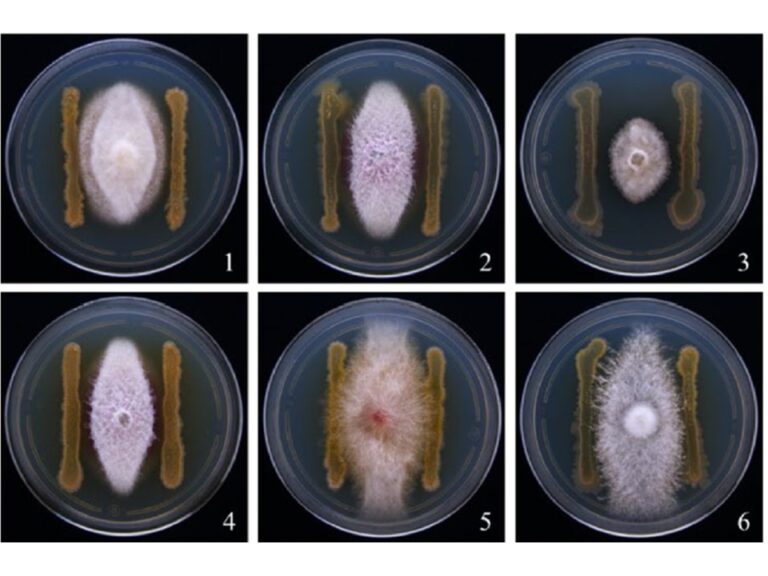 Bacillus licheniformis paralicheniformis contra Fusarium