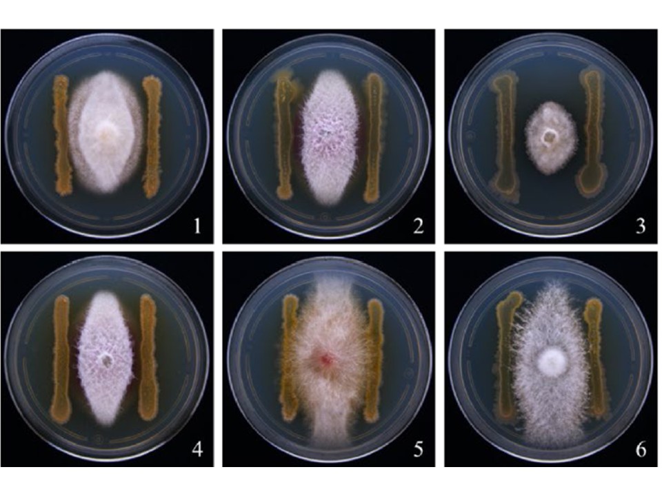 Bacillus licheniformis paralicheniformis contra Fusarium