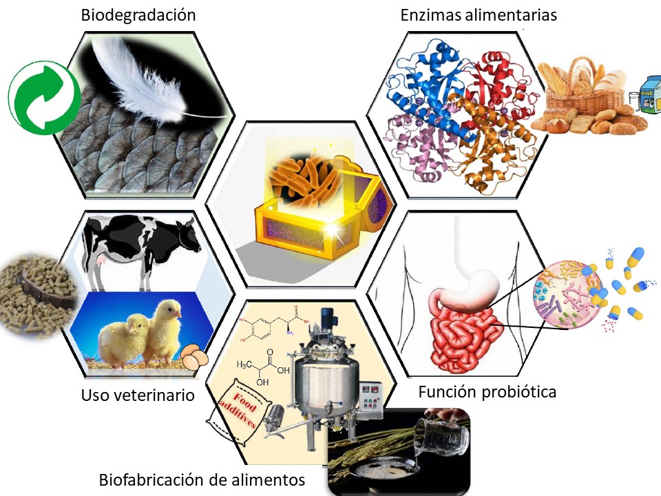 Bacillus licheniformis paralicheniformis aplicaciones