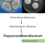 Purpureocillium (Paecilomyces) lilacinun