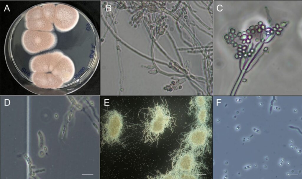 Paecilomyces lilacinus colonia-conidioforo conidia blastosporas microesclerocio