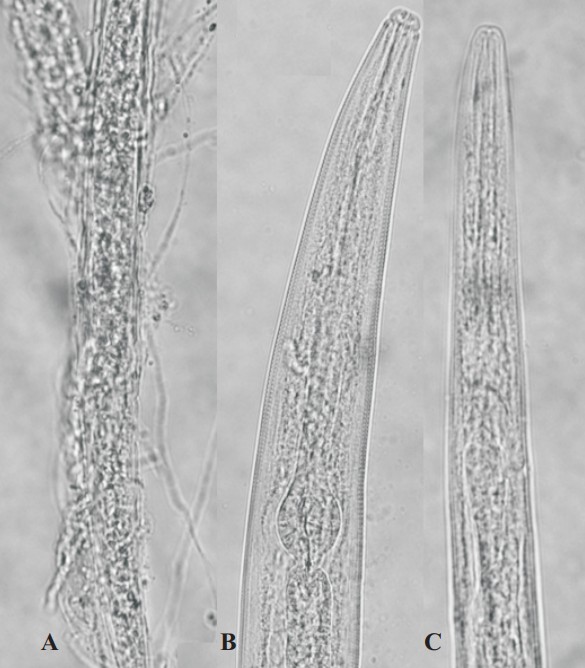Paecilomyces nematodo