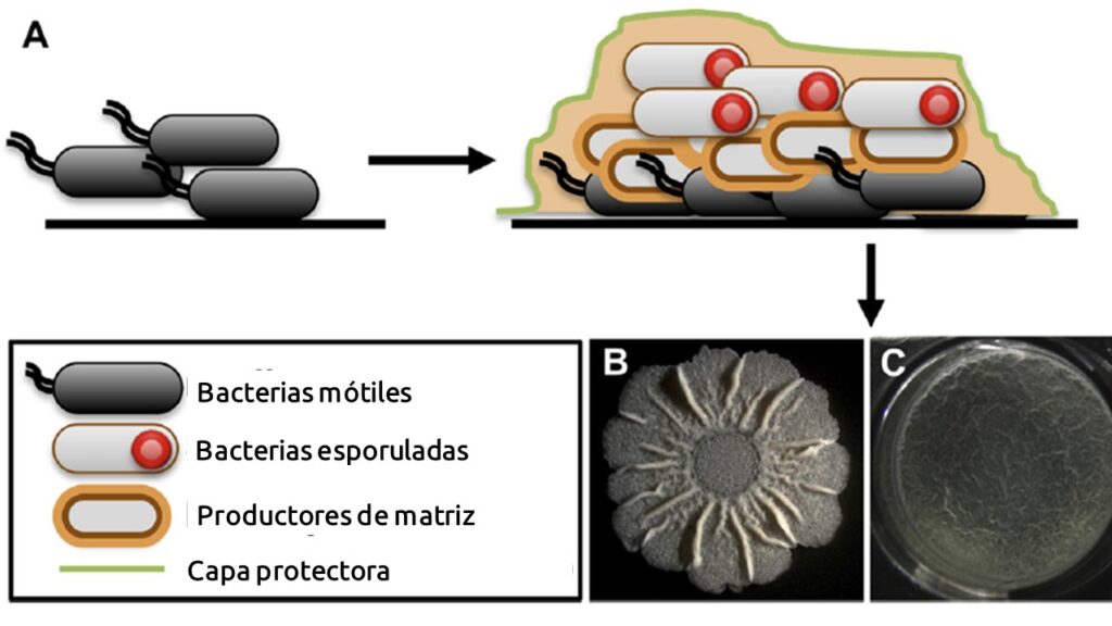 Bacillus subtilis biofilm