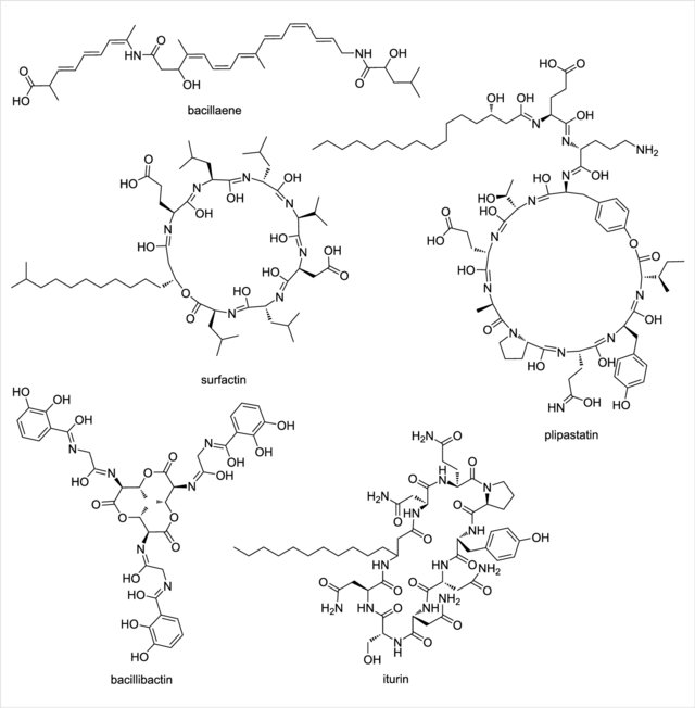 Bacillus subtilis iturina surfactina