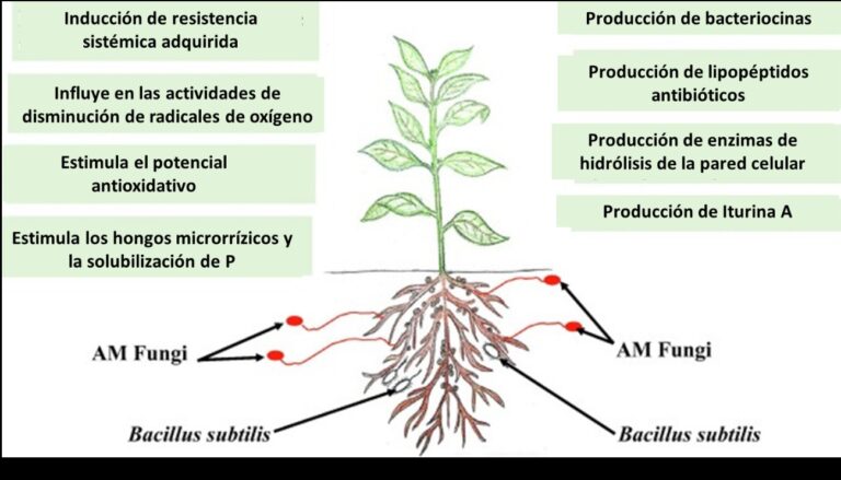 Bacillus subtilis mecanismos de acción