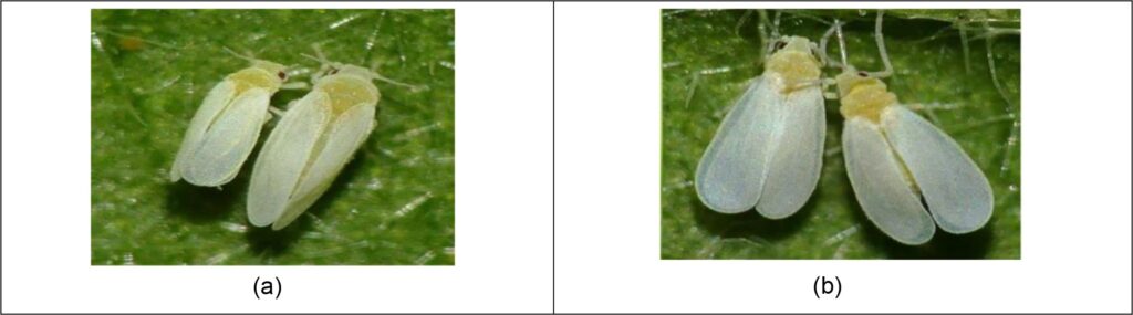 Bemisia tabaci y Trialeurodes vaporarorium adultos