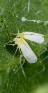 adultos de mosca blanca