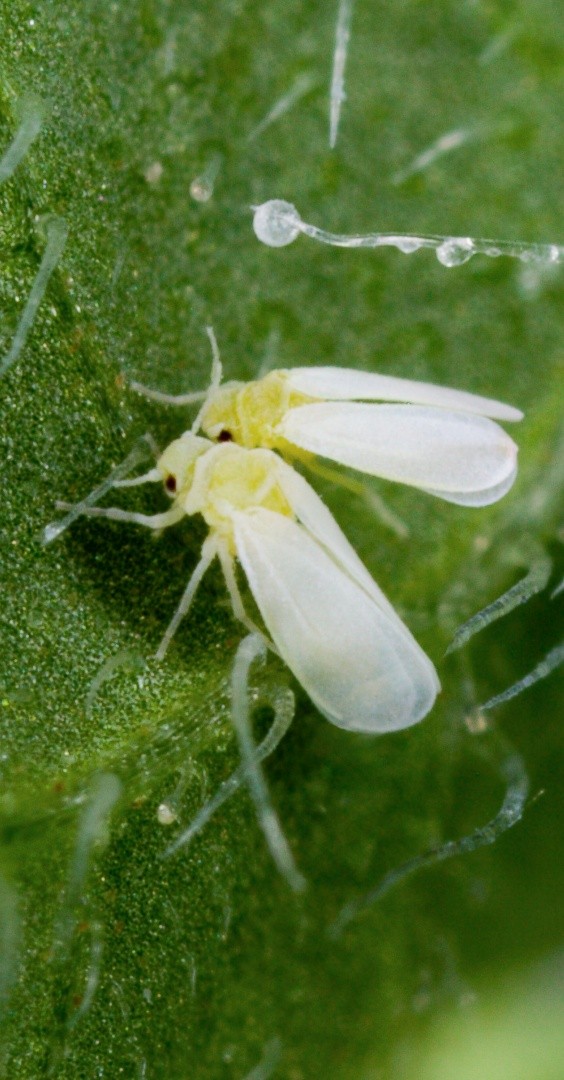 adultos de mosca blanca