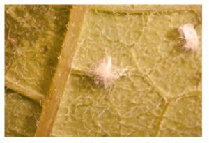 Mosca blanca atacada por Beauveria bassiana