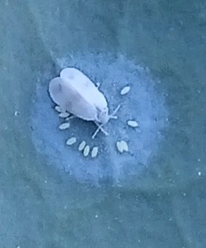 Mosca blanca poniendo huevos