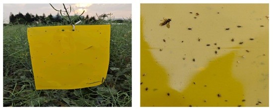 Trampas amarillas para mosca blanca