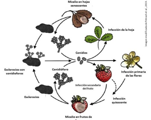Botrytis fresa ciclo
